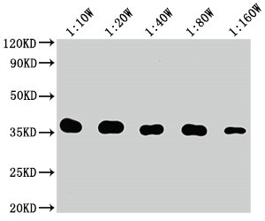 Western Blot Positive WB detected in: 10ng Flag Tag fusion protein Flag Tag antibody at 1:100000, 1:200000, 1:400000, 1:800000, 1:1600000 Secondary Goat polyclonal to mouse IgG at 1/50000 dilution Predicted band size: 35 kDa Observed band size: 35...