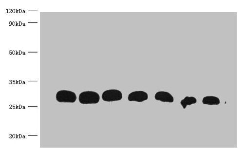All lanes : Recombinant GST Protein at 30ng/ml Line 1:Mouse Anti-GST monoclonal antibody at 1:1000 Line2:Mouse Anti-GST monoclonal antibody at 1:2000 Line3:Mouse Anti-GST monoclonal antibody at 1:5000 Line4:Mouse Anti-GST monoclonal antibody at 1:...