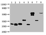 Western Blot Positive WB detected in: 25ng Recombinant protein with GST tag from E.coli All lanes: GST antibody at 1:10000 Secondary Goat polyclonal to mouse IgG at 1/50000 dilution Predicted band size: 32.6, 30.1, 29.5, 37.4, 30.4, 60.5, 38.1, 61...