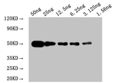 WB: Mouse anti Myc Tagged fusion protein Monoclonal antibody at 1.6ug/ml Lane 1: Recombinant Myc Tagged fusion protein at 50ng Lane 2: Recombinant Myc Tagged fusion protein at 25ng Lane 3: Recombinant Myc Tagged fusion protein at 12.25ng Lane 4: R...