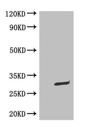 WB: Mouse Anti-eGFP monoclonal antibody at 0.1ug/ml Lane 1:HEK-293 cell lysate Lane 2:GFP transfected HEK-293 cell lysate Secondary Goat polyclonal to Mouse IgG at 1/5000 dilution Predicted band size : 30kd Observed band size : 30kd
