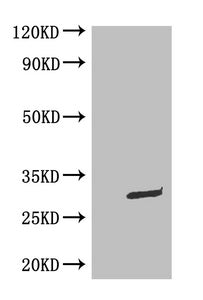 WB: Mouse Anti-eGFP monoclonal antibody at 0.1ug/ml Lane 1:HEK-293 cell lysate Lane 2:GFP transfected HEK-293 cell lysate Secondary Goat polyclonal to Mouse IgG at 1/5000 dilution Predicted band size : 30kd Observed band size : 30kd