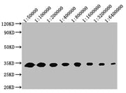 Western Blot Positive WB detected in: 50ng recombinant protein All lanes: GFP antibody at 1:50000, 1:100000, 1:200000, 1:400000, 1:800000, 1:1600000, 1:3200000, 1:6400000 Secondary Goat polyclonal to mouse IgG at 1/50000 dilution Predicted band si...