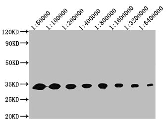 Western Blot Positive WB detected in: 50ng recombinant protein All lanes: GFP antibody at 1:50000, 1:100000, 1:200000, 1:400000, 1:800000, 1:1600000, 1:3200000, 1:6400000 Secondary Goat polyclonal to mouse IgG at 1/50000 dilution Predicted band si...