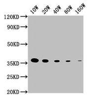 Western Blot Positive WB detected in: 15ug hela whole cell lysate GAPDH antibody at 1:100000, 1:200000, 1:400000, 1:800000, 1:1600000 Secondary Goat polyclonal to mouse IgG at 1/50000 dilution Predicted band size: 36 KDa Observed band size: 36 KDa...