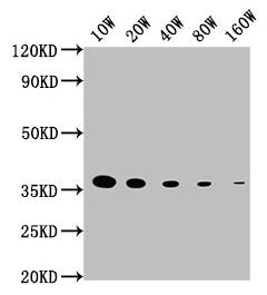 Western Blot Positive WB detected in: 15ug hela whole cell lysate GAPDH antibody at 1:100000, 1:200000, 1:400000, 1:800000, 1:1600000 Secondary Goat polyclonal to mouse IgG at 1/50000 dilution Predicted band size: 36 KDa Observed band size: 36 KDa...