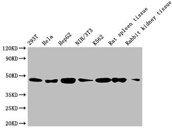 Western Blot Positive WB detected in: 293T whole cell lysate, Hela whole cell lysate, HepG2 whole cell lysate, NIH/3T3 whole cell lysate, K562 whole cell lysate, Rat spleen tissue, Rabbit kidney tissue All lanes: ACTB antibody at 1:5000 Secondary...