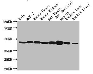 Western Blot Positive WB detected in: Hela whole cell lysate, MCF-7 whole cell lysate, Mouse heart tissue, Mouse kidney tissue, Rat heart tissue, Rat skeletal muscle tissue, Rabbit lung tissue, Rabbit liver tissue All lanes: ACTB antibody at 1:500...