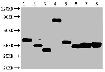 Western Blot Positive WB detected in: 50ng Recombinant protein with Avi tag from E.coli and Mammalian cell All lanes: Avi tag antibody at 1:1000 Secondary Goat polyclonal to mouse IgG at 1/50000 dilution Predicted band size: 40, 35, 30, 70, 40, 33...