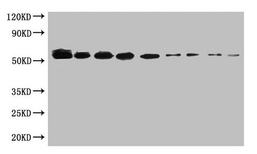 WB:SUMO Tagged fusion protein(20ng/ml) was subjected to SDS-PAGE followed by Western Blot with CSB-MA000132M0m at dilution of Lane 1:1000 Lane 4:8000 Lane 7:64000 Lane 2:2000 Lane 5:16000 Lane 8:128000 Lane 3:4000 Lane 6:32000 Lane 9:256000 Second...