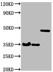 Western Blot Positive WB detected in: 3 different overexpression lysates with HA tagged All lanes: HA Tag antibody at 1:1000 Secondary Goat polyclonal to Mouse IgG at 1/10000 dilution Predicted band size: 35, 35, 48 kDa Observed band size: 35, 35,...