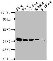 Western Blot Positive WB detected in: E Tagged fusion protein at 50ng, 25ng, 12.5ng, 6.25ng, 3.125ng All lanes: E Tag antibody at 1:1000 Secondary Goat polyclonal to Mouse IgG at 1/10000 dilution Predicted band size: 36 kDa Observed band size: 36 kDa