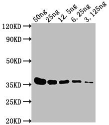 Western Blot Positive WB detected in: E Tagged fusion protein at 50ng, 25ng, 12.5ng, 6.25ng, 3.125ng All lanes: E Tag antibody at 1:1000 Secondary Goat polyclonal to Mouse IgG at 1/10000 dilution Predicted band size: 36 kDa Observed band size: 36 kDa