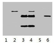 IP antibody use: 5µg Flag Mouse IgG1 per ml Lysate, WB 1:5000 Lane 1: untransfected 293 cell lysate Lane 2: transfected 293 cell lysate with Flag Tag fusion protein Lane 3: IP (transfected 293 + normal Mouse IgG + Protein G agarose) Lane 4: IP (tr...