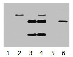 IP antibody use: 5µg Flag Mouse IgG1 per ml Lysate, WB 1:5000 Lane 1: untransfected 293 cell lysate Lane 2: transfected 293 cell lysate with Flag Tag fusion protein Lane 3: IP (transfected 293 + normal Mouse IgG + Protein G agarose) Lane 4: IP (tr...