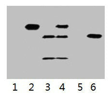 IP antibody use: 3µg Flag Mouse IgG1 per ml Lysate, WB 1:5000 Lane 1: untransfected 293 cell lysate Lane 2: transfected 293 cell lysate with C-Myc Tag fusion protein Lane 3: IP (transfected 293 + normal Mouse IgG + Protein G agarose) Lane 4: IP (t...