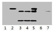 IP antibody use: 5µg HA Mouse IgG1 per ml Lysate, WB 1:5000 Lane 1: untransfected 293 cell lysate Lane 2: transfected 293 cell lysate with HA Tag fusion protein Lane 3: IP (untransfted 293 + anti-HA mAb + Protein G agarose) Lane 4: IP (transfected...