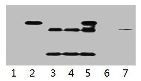 IP antibody use: 5µg HA Mouse IgG1 per ml Lysate, WB 1:5000 Lane 1: untransfected 293 cell lysate Lane 2: transfected 293 cell lysate with HA Tag fusion protein Lane 3: IP (untransfted 293 + anti-HA mAb + Protein G agarose) Lane 4: IP (transfected...