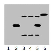 IP antibody use: 5µg His Mouse IgG1 per ml Lysate, WB 1:3000 Lane 1: untransfected 293 cell lysate Lane 2: transfected 293 cell lysate with His Tag fusion protein Lane 3: IP (untransfected 293 + anti-His mAb + Protein G agarose) Lane 4: IP (transf...