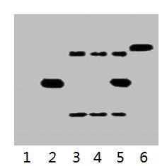 IP antibody use: 5µg His Mouse IgG1 per ml Lysate, WB 1:3000 Lane 1: untransfected 293 cell lysate Lane 2: transfected 293 cell lysate with His Tag fusion protein Lane 3: IP (untransfected 293 + anti-His mAb + Protein G agarose) Lane 4: IP (transf...