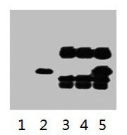 IP antibody use: 5µg V5 Mouse IgG1 per ml Lysate, WB 1: 5000 Lane 1: untransfected 293 cell lysate Lane 2: transfected 293 cell lysate with V5 Tag fusion protein Lane 3: IP (untransfted 293 + anti-V5 mAb + Protein G agarose) Lane 4: IP (transfecte...