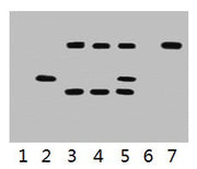 IP antibody use: 5µg VSV-G Mouse IgG1 per ml Lysate, WB 1:5000 Lane 1: untransfected 293 cell lysate Lane 2: transfected 293 cell lysate with VSV-G Tag fusion protein Lane 3: IP (untransfted 293 + anti-VSV-G mAb + Protein G agarose) Lane 4: IP (tr...