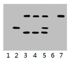 IP antibody use: 5µg VSV-G Mouse IgG1 per ml Lysate, WB 1:5000 Lane 1: untransfected 293 cell lysate Lane 2: transfected 293 cell lysate with VSV-G Tag fusion protein Lane 3: IP (untransfted 293 + anti-VSV-G mAb + Protein G agarose) Lane 4: IP (tr...