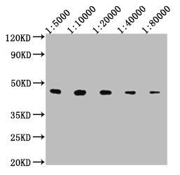 Western Blot Positive WB detected in: 50ng V5 Tagged fusion protein V5 Tag antibody at 1:5000, 1:10000, 1:20000, 1:40000, 1:80000 Secondary Goat polyclonal to mouse IgG at 1/50000 dilution Predicted band size: 37.8 KDa Observed band size: 43 KDa E...