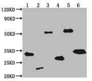 Western Blot Positive WB detected in: V5 Tagged fusion protein 1, 2, 3, 4, 5, 6 at 50ng All lanes: V5 antibody at 1:2000 Secondary Goat polyclonal to mouse IgG at 1/50000 dilution Predicted band size: 31.9, 20.4, 55, 24.2, 53.4, 30 KDa Observed ba...
