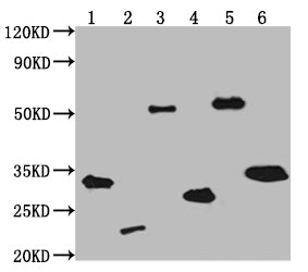 Western Blot Positive WB detected in: V5 Tagged fusion protein 1, 2, 3, 4, 5, 6 at 50ng All lanes: V5 antibody at 1:2000 Secondary Goat polyclonal to mouse IgG at 1/50000 dilution Predicted band size: 31.9, 20.4, 55, 24.2, 53.4, 30 KDa Observed ba...