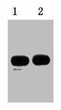 1ug KT3 fusion protein+ Primary antibody dilution at 1) 1:5000 2) 1:10000
