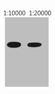 Western blot analysis of His recombinant protein, diluted at 1) 1:10000 2) 1:20000