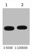Western blot analysis of Recombinant protein, diluted at 1) 1:5000 2) 1:10000