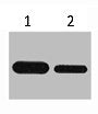 Western blot analysis of Recombinant protein, diluted at 1) 1:5000 2) 1:10000