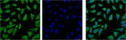 IF analysis of Hela with antibody (Left) and DAPI (Right) diluted at 1:100.
