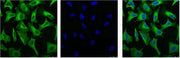 IF analysis of Hela with antibody (Left) and DAPI (Right) diluted at 1:100.