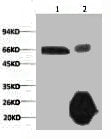 1) Input: Hela Cell Lysate 2) IP product: IP dilute 1:200