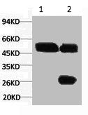 1) Input: Hela Cell Lysate 2) IP product: IP dilute 1:200