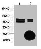 1) Input: Hela Cell Lysate 2) IP product: IP dilute 1:200