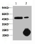 1) Input: Hela Cell Lysate 2) IP product: IP dilute 1:200