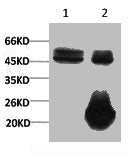 1) Input: Hela Cell Lysate 2) IP product: IP dilute 1:200