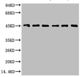 Western blot analysis of 1) HepG2, 2) Hela, 3) Mouse Liver tissue, 4) C2C12, 5) Rat Heart tissue, 6) Mouse Skeletal Muscle tissue, (8F2) diluted at 1:2000.