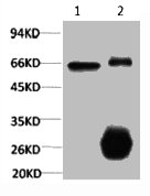 1) Input: Hela Cell Lysate 2) IP product: IP dilute 1:200