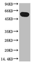 Western blot analysis of Zebrafish skeletal muscle, diluted at 1:5000.