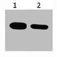 Western blot analysis of CBP recombinant protein, diluted at 1) 1:5000 2) 1:10000