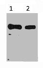 Western blot analysis of His Tag recombinant protein, diluted at 1:5000 1) His Tag transfected 293T 2) His-MBP recombinant protein