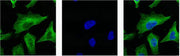 IF analysis of Hela with antibody (Left) and DAPI (Right) diluted at 1:100.
