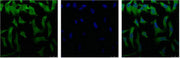 IF analysis of Hela with antibody (Left) and DAPI (Right) diluted at 1:100.
