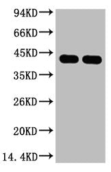 Western blot analysis of Arabidopsis, diluted at 1) 1:5000 2) 1:10000