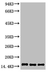 Western blot analysis of 1) Hela, 2) Raw 264.7, 3) Rat Testis tissue, diluted at 1:1000.